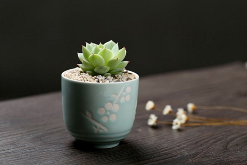 静夜多肉怎么养，多肉静夜养殖做好下面五点爆盆太轻松