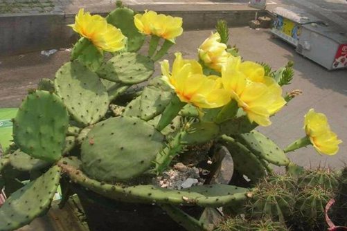 仙人掌千手观音开花吗？