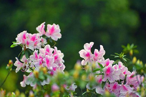 杜鹃花的寓意和象征，永远属于你的杜鹃花，送给情人爱的喜悦