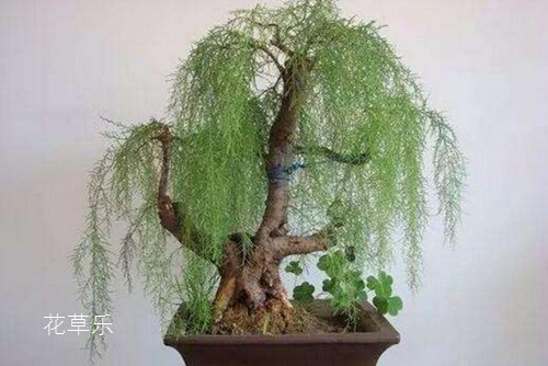 观音木(柽柳)怎样养 观音木的养护培育繁殖介绍