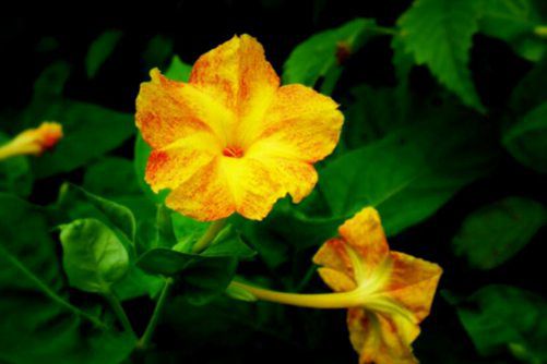 夜来香图片，孤芳自赏夜来香，幽暗芬芳自高昂