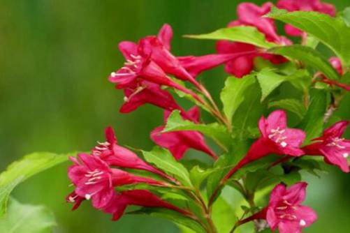 锦带花的价值，锦带花除了好看 好处还真不少