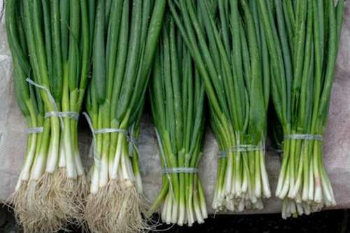 细香葱阳台种植小技巧，这样种植简单 一年都吃不完