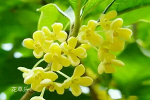 十二星座之天蝎座的花语：大波斯菊、桂花、文竹