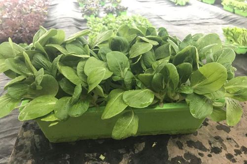 有机蔬菜标准，怎么区分无公害蔬菜、绿色蔬菜和有机蔬菜