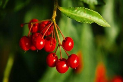 富贵籽室内养有毒吗？没有毒 养在家里还能给你带来好运