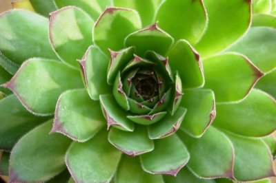 多肉植物观音莲怎么养爆盆？