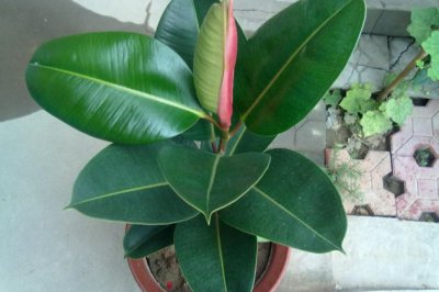 橡皮树叶插方法步骤：只要一片叶子，你就能养出一颗橡皮树！