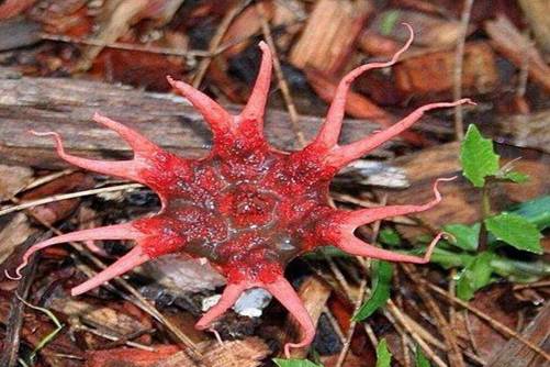 奇花异草的异是什么意思，这几种奇花异草你见过吗