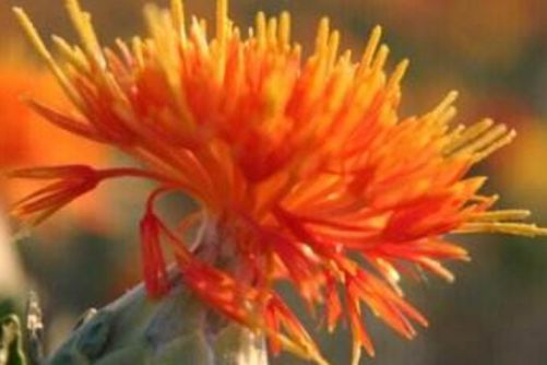 红花有祛斑的功效吗？老中医来告诉你红花祛斑是否有效