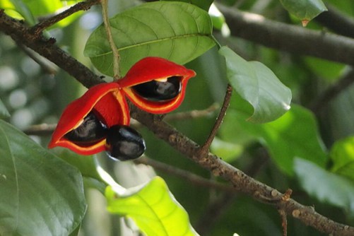 苹婆的养殖方法和注意事项，什么季节可以吃到苹婆