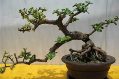 金枝玉叶怎么养成老桩？