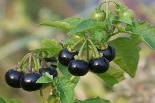 龙葵果多少钱一斤，能治多种疾病但有毒不能生吃