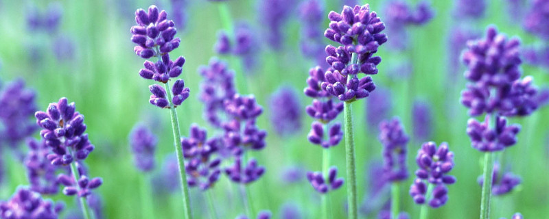 薰衣草冬天会被冻死吗