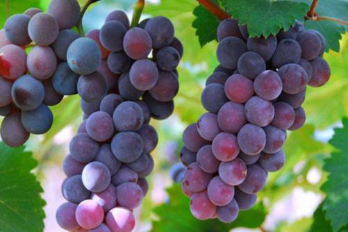 孕妇吃什么水果好？这几种水果不可少