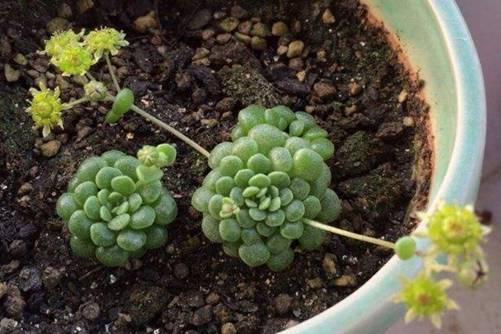 魔南景天多肉常见品种，魔南景天除了漂亮还能活血解毒止血