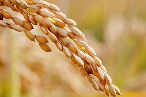 北方水稻和南方水稻的区别，学会这三点就懂了