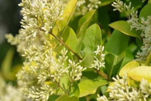 山指甲树的药用价值，山指甲树的禁忌还有这些