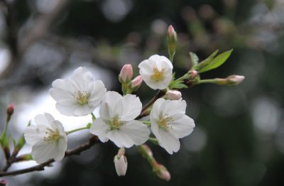 如何让家里的花养得好