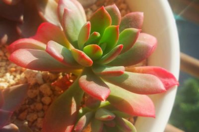 多肉植物红稚莲怎么养？红稚莲的养殖方法和注意事项