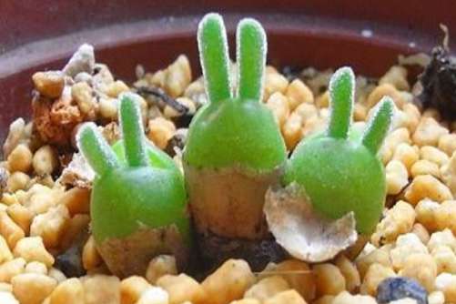 小兔子碧光环怎么种植养护？萌萌哒小兔子养成记