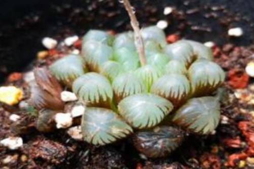 紫姬玉露如何鉴定？手把手教你辨别紫姬玉露的方法