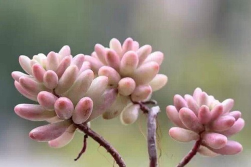 虹之玉的养殖方法，它的生命力强悍到你想不到