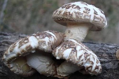 大花菇好还是小花菇好？大花菇 小花菇利用好就是好菇