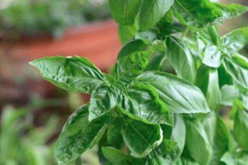 九层塔是什么菜，九层塔不是塔 俗称金不换