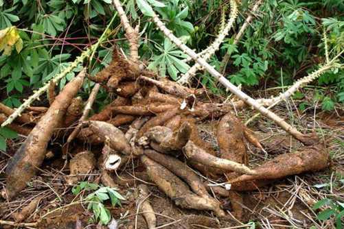 木薯的功效与作用，生木薯食用方法很多但生木薯有毒