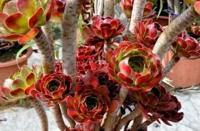 多肉植物怎么养爆盆