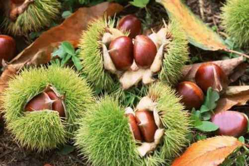 板栗图片  一林过雨芦花白，半壁疏云栗子黄