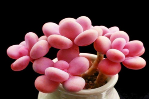 少女系粉色多肉介绍，以下几款就能满足你粉粉的少女心