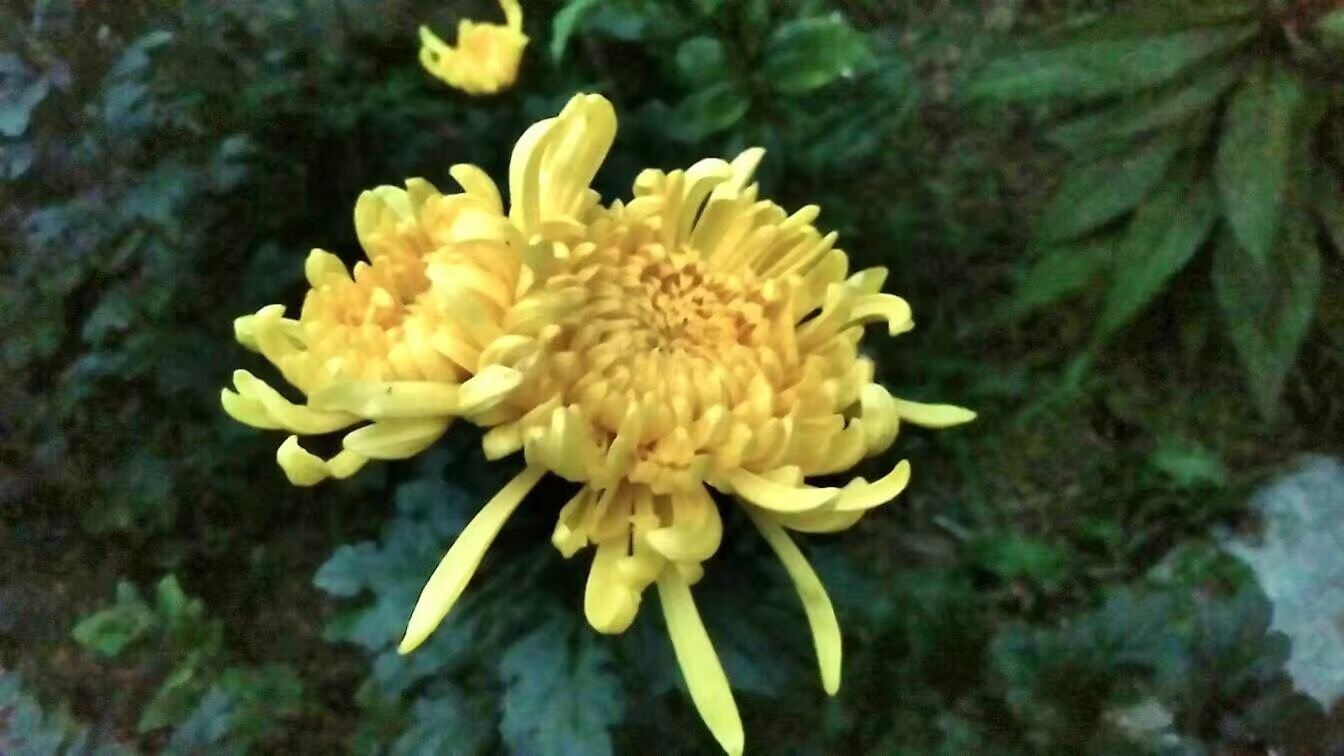 与世无争堪称花中隐士：菊花花语和传说