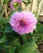 大吉大利之花：大丽花花语