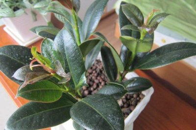 由橡皮树长歪了怎么办看植物长歪了怎么办