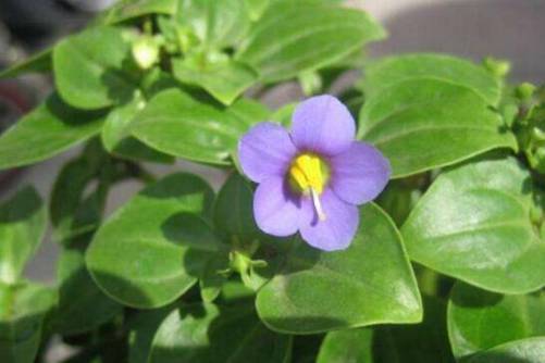 藻百年的养殖方法，藻百年的养护要点介绍