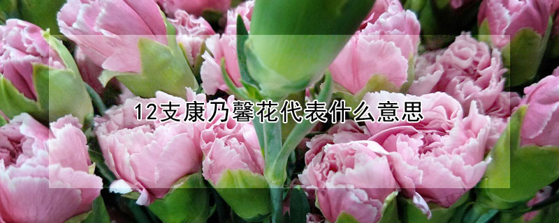 12支康乃馨花代表什么意思