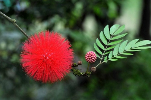 合欢花为什么叫苦情花，来自它的三个美丽传说故事