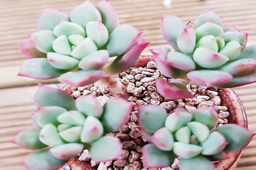 多肉植物蜜糖养殖方法，有蜜糖陪伴，生活甜如蜜