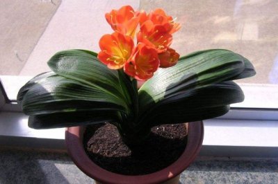 君子兰春天怎么养？君子兰春季的养殖方法和注意事项