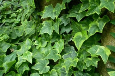 常春藤怎么养？常春藤的养殖方法和注意事项