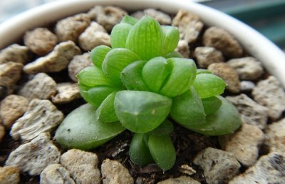 草玉露怎么养？多肉植物草玉露的养殖方法