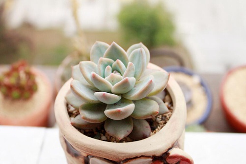 白凤怎么换盆？此白凤非《秦时明月》白凤