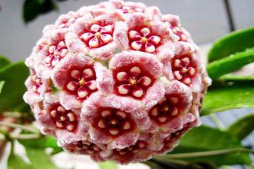 球兰花有毒吗？当然没有毒，带你全面了解球兰花