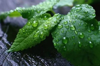 薄荷怎么养才长得好？薄荷怎么养才能爆盆？