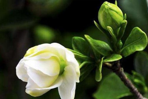 栀子花图片，栀子花开so beautiful so white