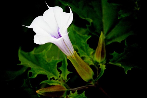 曼陀罗花语，佛教四大天花之曼陀罗的养殖方法