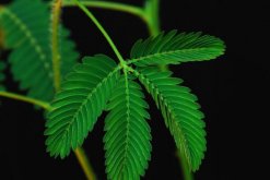 含羞草一直闭合不开，导致含羞草闭合的5种原因