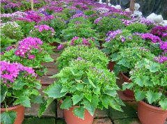 瓜叶菊被称为妖精之花，它的花语是什么呢